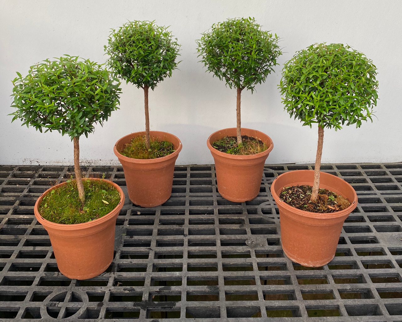 The Secret to a Lush Myrtle Topiary: Care Made Easy